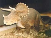 image of triceratops