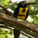 image of bird