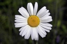 image of flower