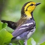 image of bird