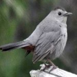 image of bird