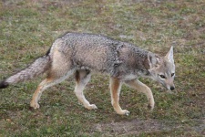 image of grey_fox