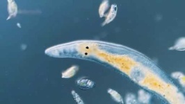 image of parasitic_flatworms