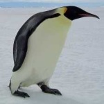 image of bird