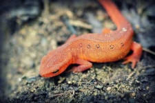 image of eft