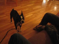 image of boston_bull