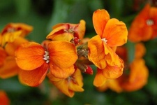 image of flower
