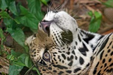 image of jaguar_car