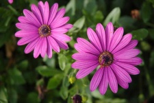 image of flower