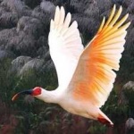 image of asian_crested_ibis #2