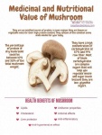 image of mushroom