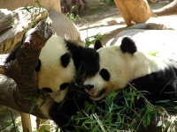 image of giant_panda