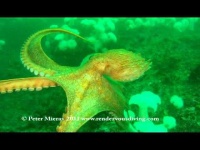 image of octopus