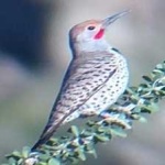 image of bird