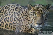 image of jaguar_car