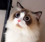 image of ragdoll #1