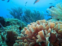 image of reef