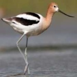 image of bird