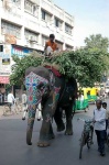 image of indian_elephant