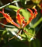 image of flower