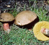 image of bolete