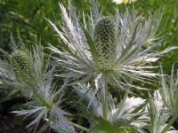 image of flower