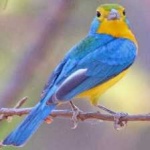 image of bird