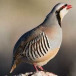 image of bird