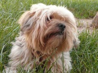 image of animal