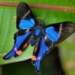 image of animal