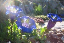 image of flower