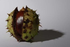 image of buckeye