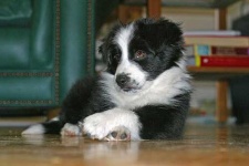 image of border_collie #23