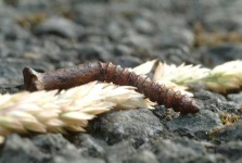 image of screw