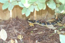 image of hognose_snake #12