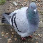 image of bird