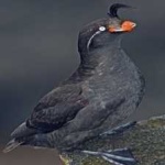 image of bird