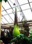 image of greenhouse