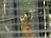 image of squirrel_monkey