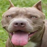 image of animal