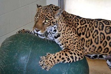 image of jaguar_car