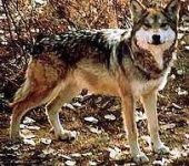 image of red_wolf