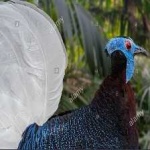 image of bulwers_pheasant #20