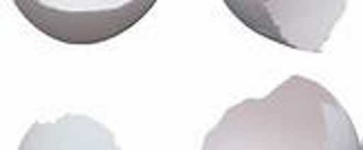 image of egg_shell