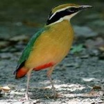 image of bird