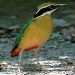 image of indian_pitta #20