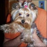 image of animal