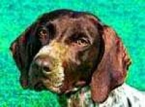 image of german_short_haired_pointer