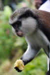 image of monkey #27