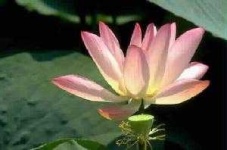 image of lotus